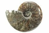 Polished Ammonite (Cleoniceras) Fossil - Madagascar #226285-1